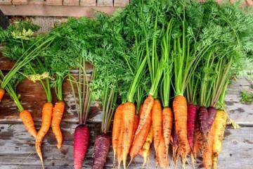 浅析食用胡萝卜的五大重要功效作用 ​