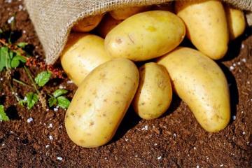 简谈食用土豆的五大重要好处 ​